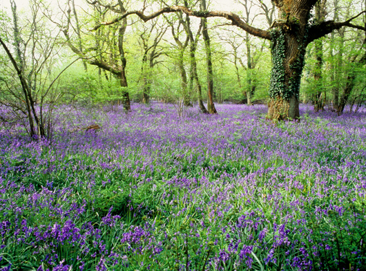 Ranscombe bluebells by Plantlife