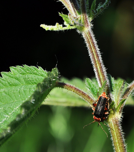 brightly coloured beetle on nettle plant