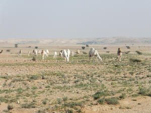 grazing camels