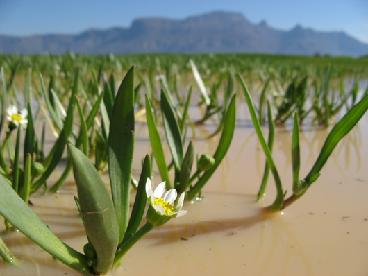plant growing in water in africa