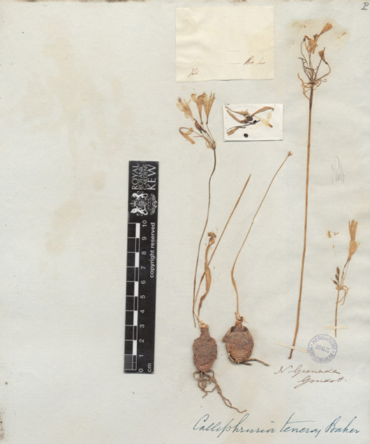 an old dried herbarium specimen of plant mounted on a piece of paper