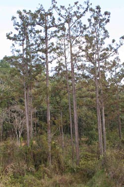 image of tall trees