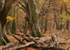 woodland thumbnail from forestry commission