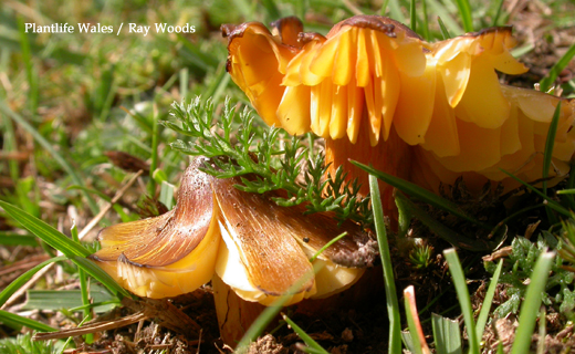 picture of waxcap fungi in grassland
