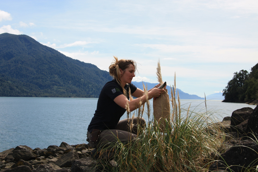 collecting specimens from pampas grass