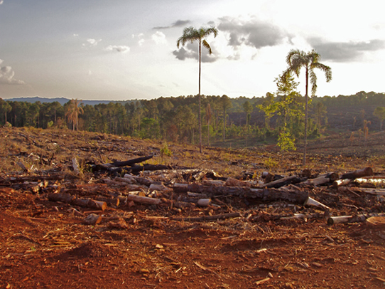 picture of rainforest deforestation