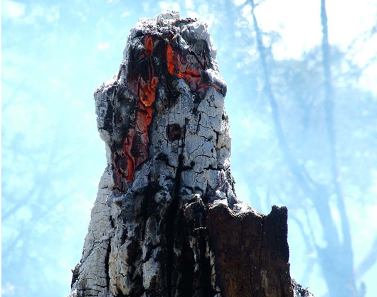burnt tree trunk