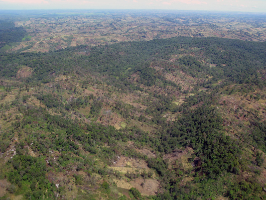forest showing bare areas that have been cleared