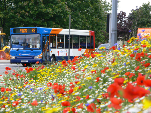 glorious wildflowers with bus passing in the background