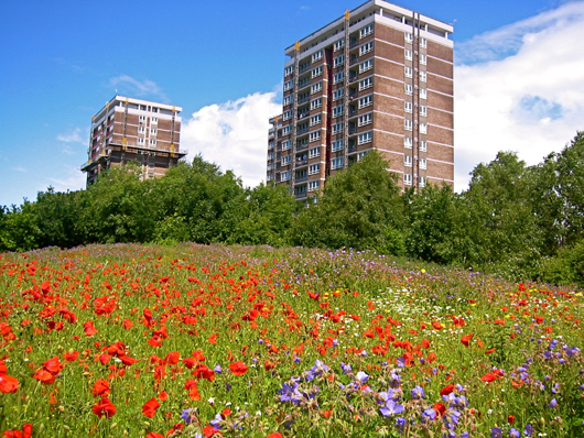 wildflowers with tower blocks looming in the background