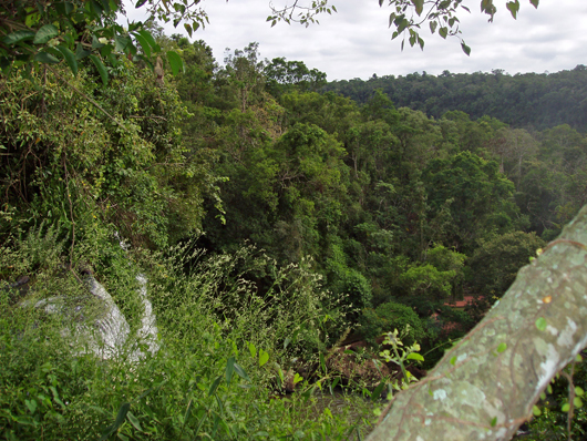 rainforest by dan ryan
