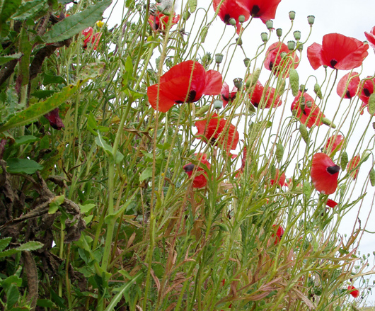 poppies blooming in hedgerow