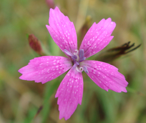 picture of pink deptford pink flower