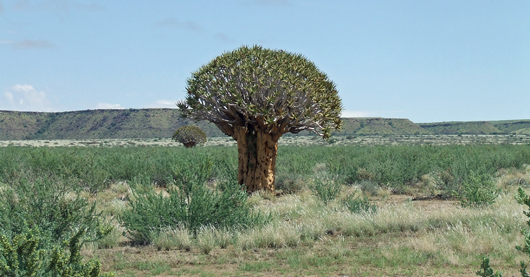 Plants Of Africa Desert Red Big Boobs
