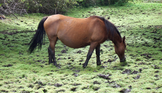 new forest pony grazing