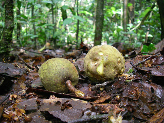 fruit lying on floor of forest