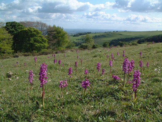 view over fields with orchids emerging through the long grass