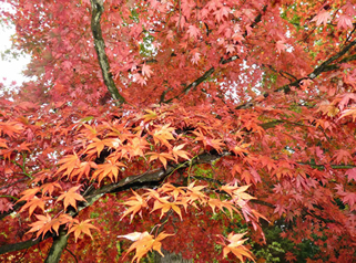 maple in colour by mike petty