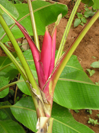 new banana species with bright red flowers