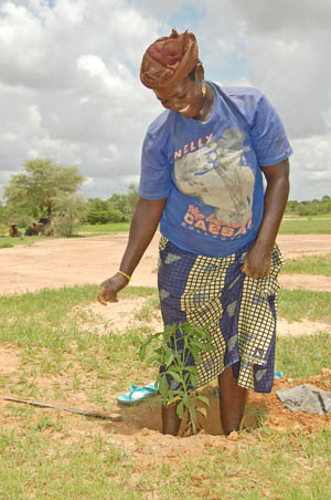 planting a baobab seedling