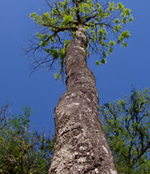 Yerba Mate tree 
