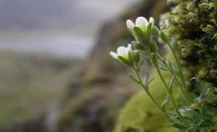 Flower of tufted saxifrage