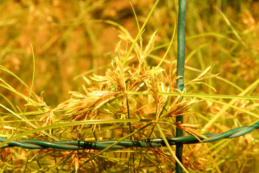 Sedge plant growing behind a protective fence