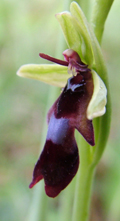 fly-orchid
