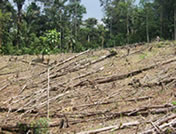 coca production area in Colombia