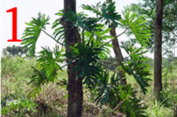 Guembe plant