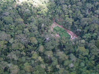 illegal-logging-peru