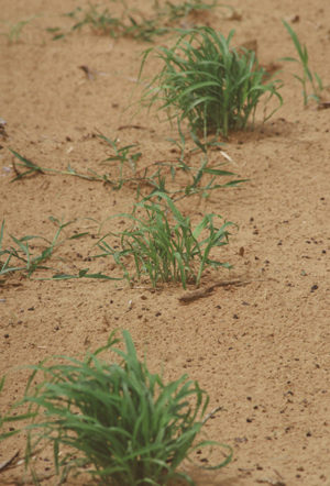 Millet forcing its way through the dry soil