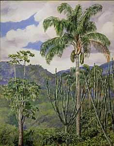 painting of oli palms in brazil by marianne north