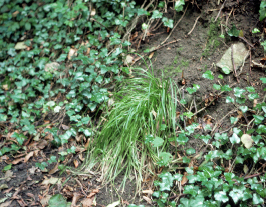 grass like plant sitting among ivy in a woodland