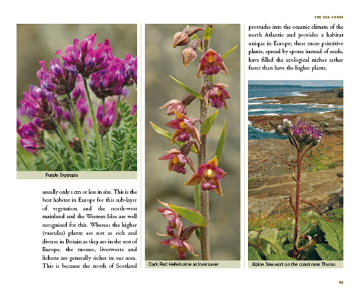 pages from wildflower book
