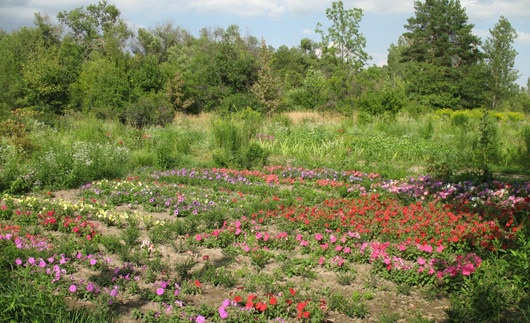 Bishkek Botanic Garden