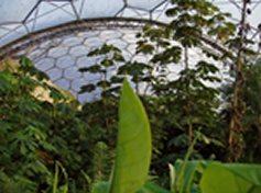view across the eden project rainforest biome