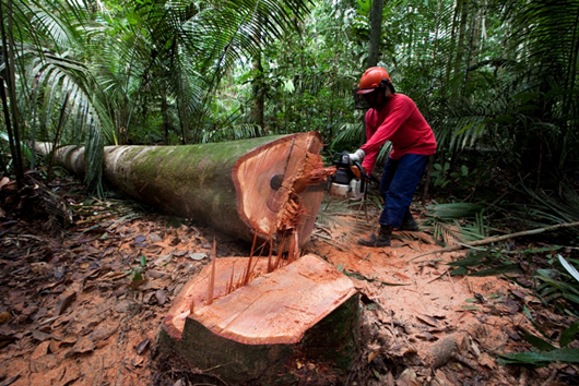 daniel beltra photo of man cutting a tree
