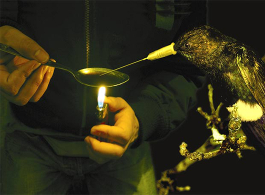 Disturbing digital art image of hummingbird taking cocaine.