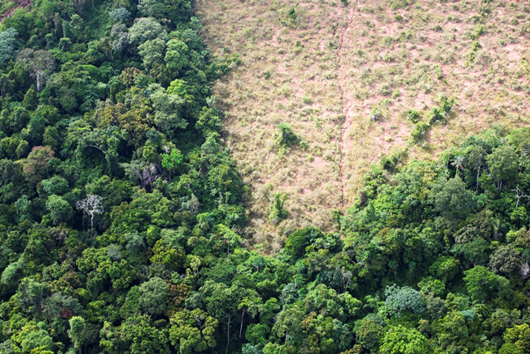 daniel beltra photo of rainforest clearance