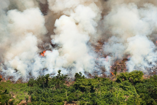 Daniel Beltra photo of forest on fire 