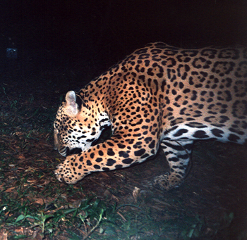 big male jaguar 