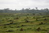 picture of land cleared for palm oil