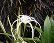 picture of white flower