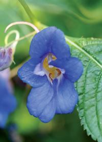 picture of pretty blue impatiens flower
