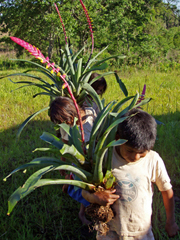 children carrying flowers from the forest to sell