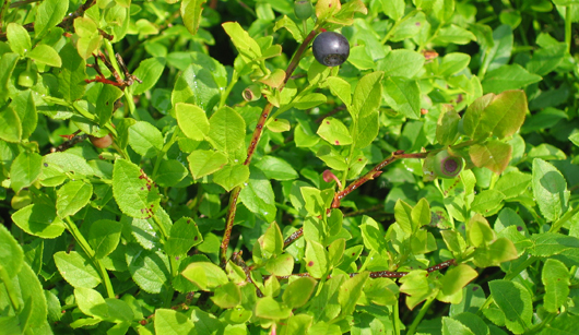 Picture of bilberry plant