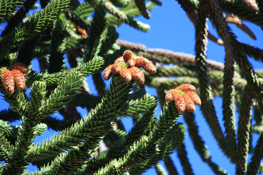 cones of araucaria araucana