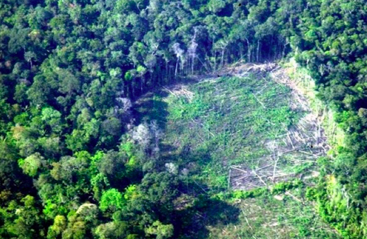 pristine rainforest in Colombia damaged by cocaine production