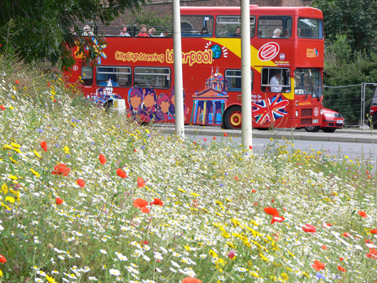 bus and wildflowers